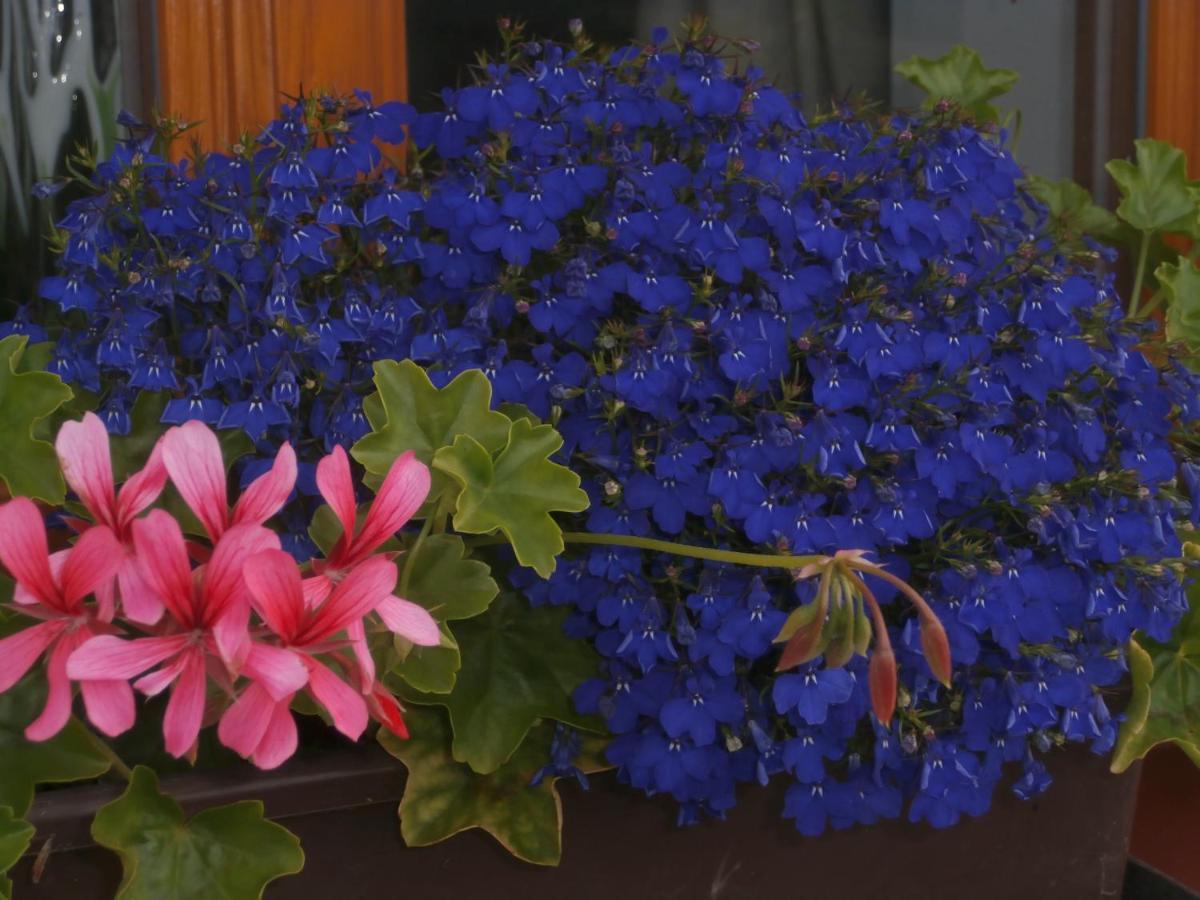 הוילה Frýdštejn Charming House With Beautiful Landscape מראה חיצוני תמונה